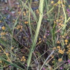 Acacia willdenowiana at Dryandra, WA - 10 Sep 2023 05:55 PM