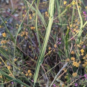 Acacia willdenowiana at Dryandra, WA - 10 Sep 2023