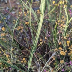 Acacia willdenowiana at Dryandra, WA - 10 Sep 2023