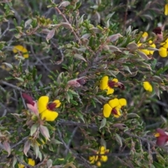 Bossiaea eriocarpa (Common Brown Pea) at Dryandra Woodland National Park - 10 Sep 2023 by HelenCross