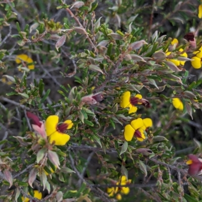 Bossiaea eriocarpa (Common Brown Pea) at Dryandra Woodland National Park - 10 Sep 2023 by HelenCross