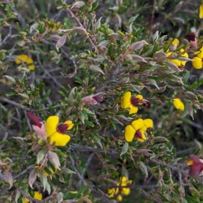 Bossiaea eriocarpa (Common Brown Pea) at Dryandra, WA - 10 Sep 2023 by HelenCross