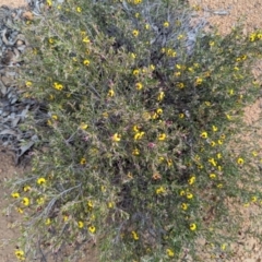 Bossiaea eriocarpa at Dryandra, WA - 10 Sep 2023