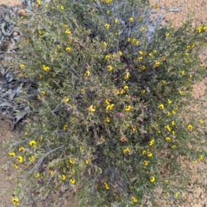 Bossiaea eriocarpa at Dryandra, WA - 10 Sep 2023 05:50 PM