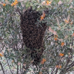 Apis mellifera (European honey bee) at Dryandra, WA - 10 Sep 2023 by HelenCross