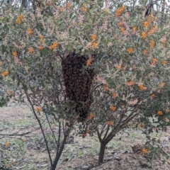Apis mellifera at Dryandra, WA - 10 Sep 2023 05:20 PM