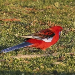 Platycercus elegans (Crimson Rosella) at Stromlo, ACT - 10 Sep 2023 by AlisonMilton