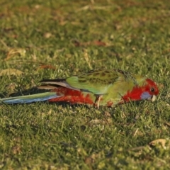 Platycercus elegans at Stromlo, ACT - 10 Sep 2023