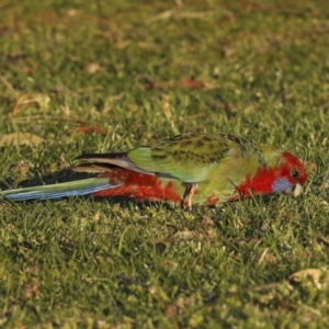 Platycercus elegans at Stromlo, ACT - 10 Sep 2023