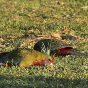 Platycercus elegans at Stromlo, ACT - 10 Sep 2023