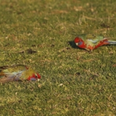 Platycercus elegans at Stromlo, ACT - 10 Sep 2023