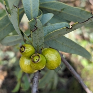 Santalum murrayanum at Dryandra, WA - 10 Sep 2023