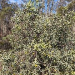 Santalum murrayanum at Dryandra, WA - 10 Sep 2023