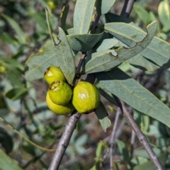 Santalum murrayanum at Dryandra, WA - 10 Sep 2023 05:08 PM