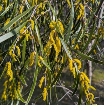Acacia acuminata (Raspberry Jam Wattle) at Dryandra, WA - 10 Sep 2023 by HelenCross