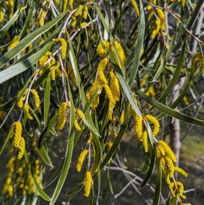 Acacia acuminata (Raspberry Jam Wattle) at Dryandra Woodland National Park - 10 Sep 2023 by HelenCross