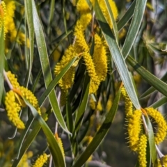 Acacia acuminata at Dryandra Woodland National Park - 10 Sep 2023 05:06 PM