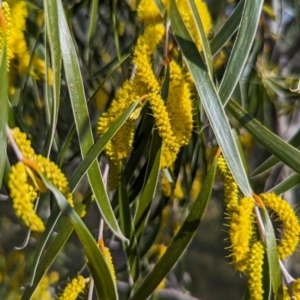 Acacia acuminata at Dryandra Woodland National Park - 10 Sep 2023