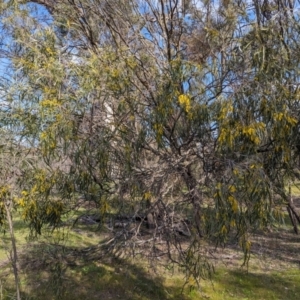 Acacia acuminata at Dryandra Woodland National Park - 10 Sep 2023