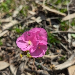 Drosera menziesii at Dryandra, WA - 10 Sep 2023