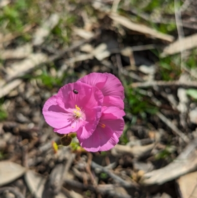 Drosera menziesii (Pink Rainbow) at Dryandra Woodland National Park - 10 Sep 2023 by HelenCross