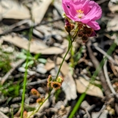 Drosera menziesii at Dryandra, WA - 10 Sep 2023 05:03 PM