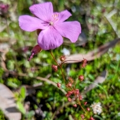 Drosera menziesii at Dryandra, WA - 10 Sep 2023