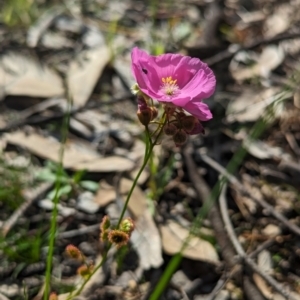 Drosera menziesii at Dryandra, WA - 10 Sep 2023