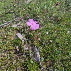 Drosera menziesii at Dryandra, WA - 10 Sep 2023