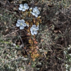 Drosera macrantha (Climbing Sundew, Bridal Rainbow) at Pumphreys Bridge, WA - 10 Sep 2023 by HelenCross