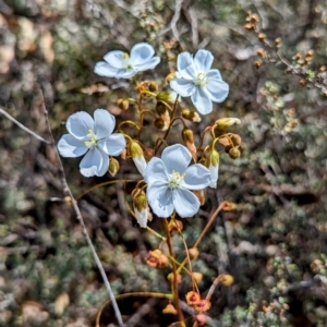 Drosera macrantha at Pumphreys Bridge, WA - 10 Sep 2023