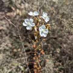 Drosera macrantha at Pumphreys Bridge, WA - 10 Sep 2023