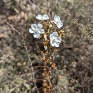 Drosera macrantha at Pumphreys Bridge, WA - 10 Sep 2023