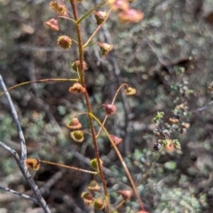 Drosera macrantha at Pumphreys Bridge, WA - 10 Sep 2023