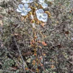 Drosera macrantha at Pumphreys Bridge, WA - 10 Sep 2023