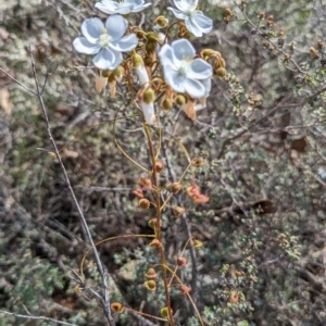 Drosera macrantha at Pumphreys Bridge, WA - 10 Sep 2023