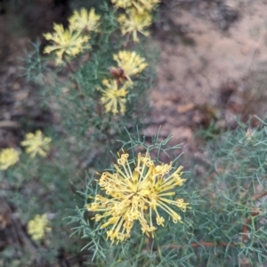 Petrophile divaricata at Dryandra Woodland National Park - 10 Sep 2023 03:43 PM