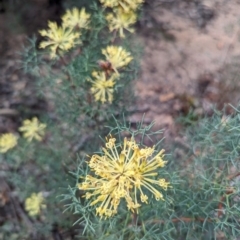 Unidentified Other Shrub at Dryandra Woodland National Park - 10 Sep 2023 by HelenCross