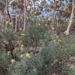 Petrophile divaricata at Dryandra Woodland National Park - 10 Sep 2023