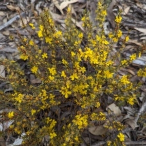 Hibbertia hemignosta at Pumphreys Bridge, WA - 10 Sep 2023