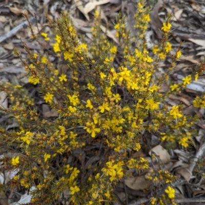 Hibbertia hemignosta at Dryandra Woodland National Park - 10 Sep 2023 by HelenCross