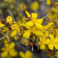 Hibbertia hemignosta at Pumphreys Bridge, WA - 10 Sep 2023