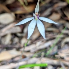 Ericksonella saccharata (Sugar Orchid) at Pumphreys Bridge, WA - 10 Sep 2023 by HelenCross