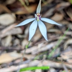 Ericksonella saccharata (Sugar Orchid) at Dryandra Woodland National Park - 10 Sep 2023 by HelenCross