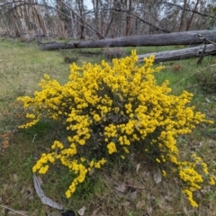 Acacia pulchella at Williams, WA - 10 Sep 2023 11:12 AM