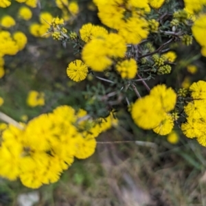 Acacia pulchella at Williams, WA - 10 Sep 2023 11:12 AM