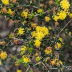 Acacia pulchella at Williams, WA - 10 Sep 2023