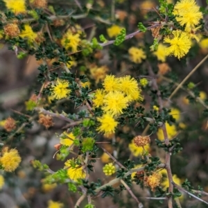 Acacia pulchella at Williams, WA - 10 Sep 2023 11:12 AM