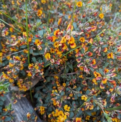 Gastrolobium microcarpum (Sandplain Poison) at Williams, WA - 10 Sep 2023 by HelenCross