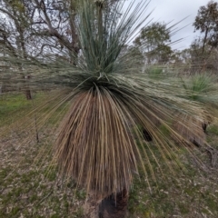 Xanthorrhoea drummondii (Grass Tree) at Williams, WA - 10 Sep 2023 by HelenCross